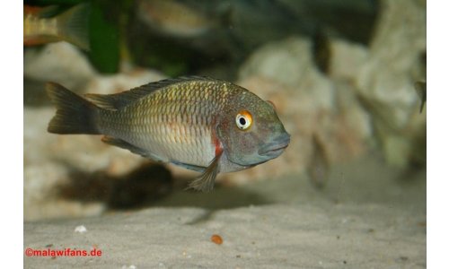 Tropheus moorii chaitika